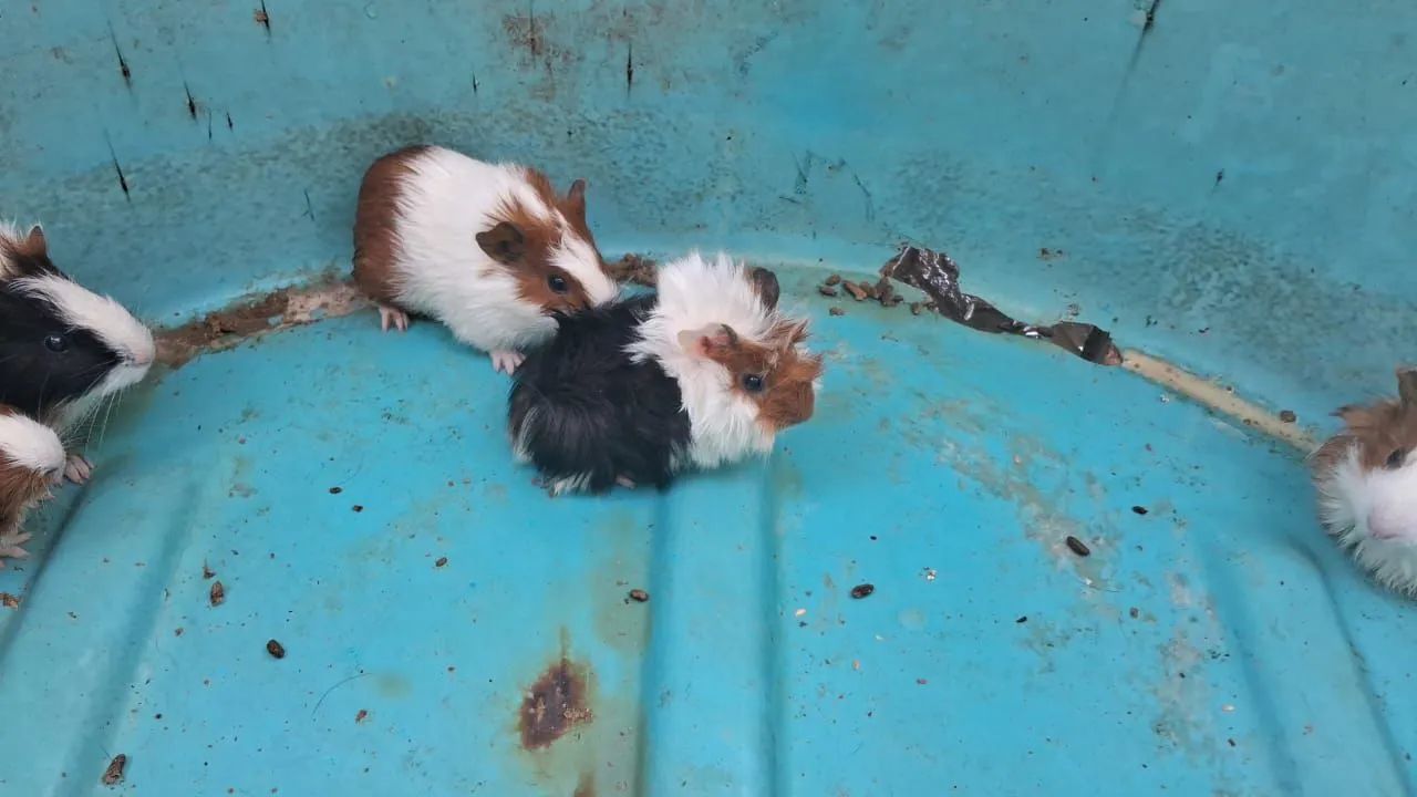 Porquinho da índia, ( filhotes) - Foto 2