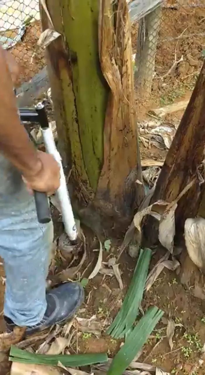 Desbrotadeira de Bananeiras Nova Lurdinha - Foto 2