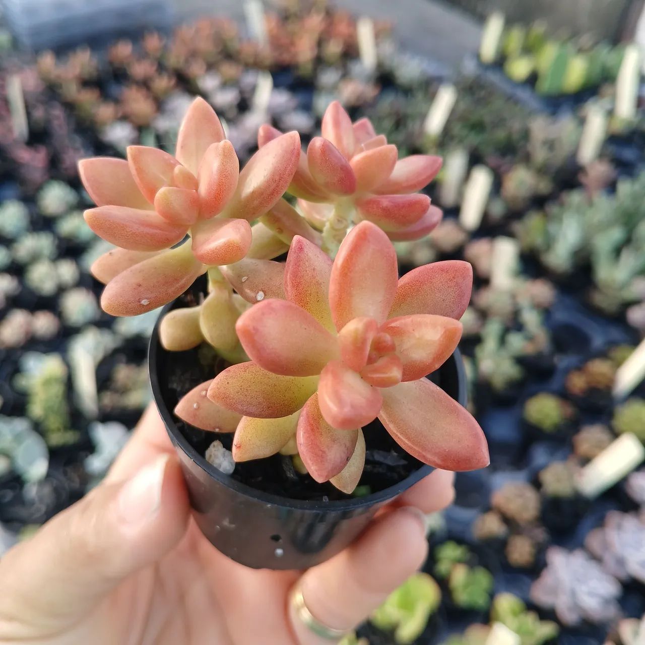 Suculentas e Cactos a partir de 2 reais - Foto 4