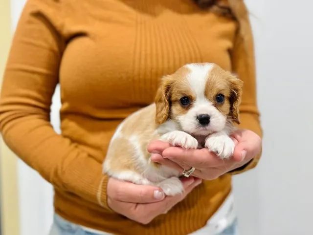 Cavalier King fêmea com padrão impecável e acompanhamento