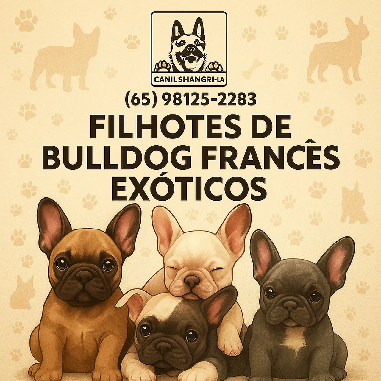 Filhotes de Bulldog Francês Exóticos - Canil Shangri-La