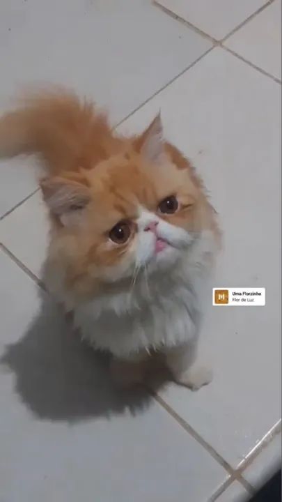 Gatinha Persa fêmea 