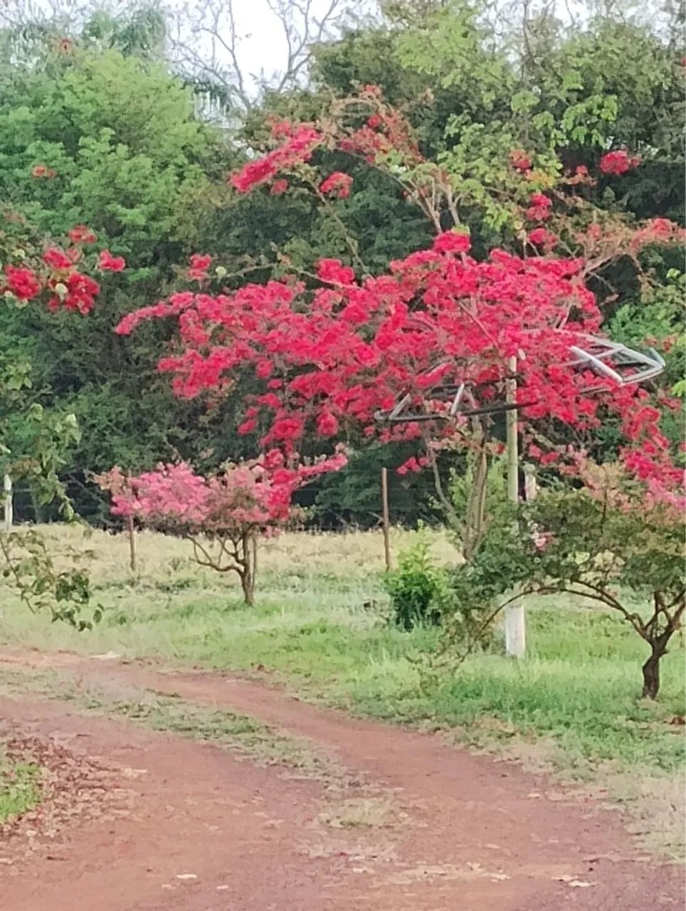 Chácara com excelente casa - Foto 4