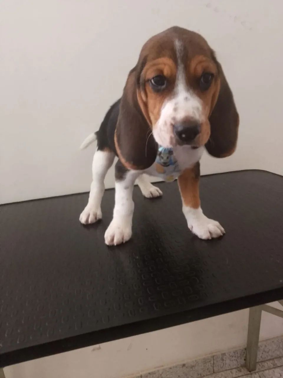 Beagles 13 polegadas de apartamento Cachorros Nazaré, Belo