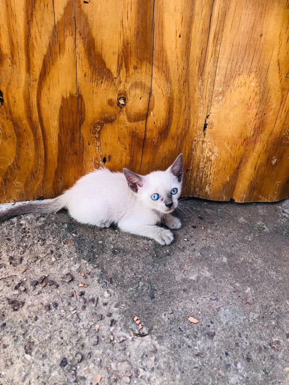 Estou doando esses três lindos gatinhos, na cidade de Cuiabá - Mato Grosso. - Foto 2