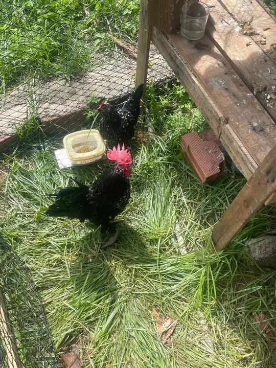 Pintinhos Belgian mottled ( poucas unidades) 