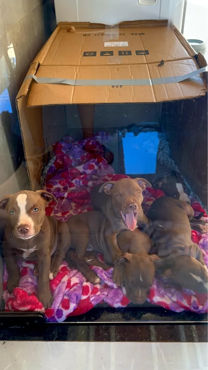 Filhotes de Pitbull - Lindos e Saudaveis
