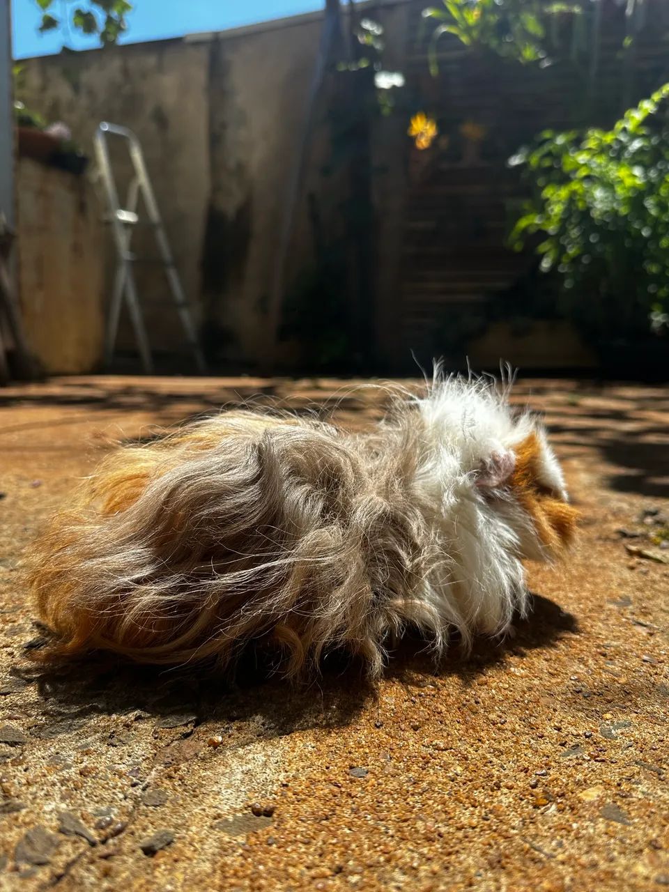 Porquinho da india texel/alpaca pelo longo  - Foto 5