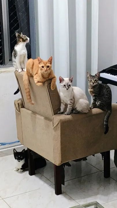 Lindos filhotes Gato 12 Meses Peruibe Sp Castrado E Vermifugado. - Foto 2