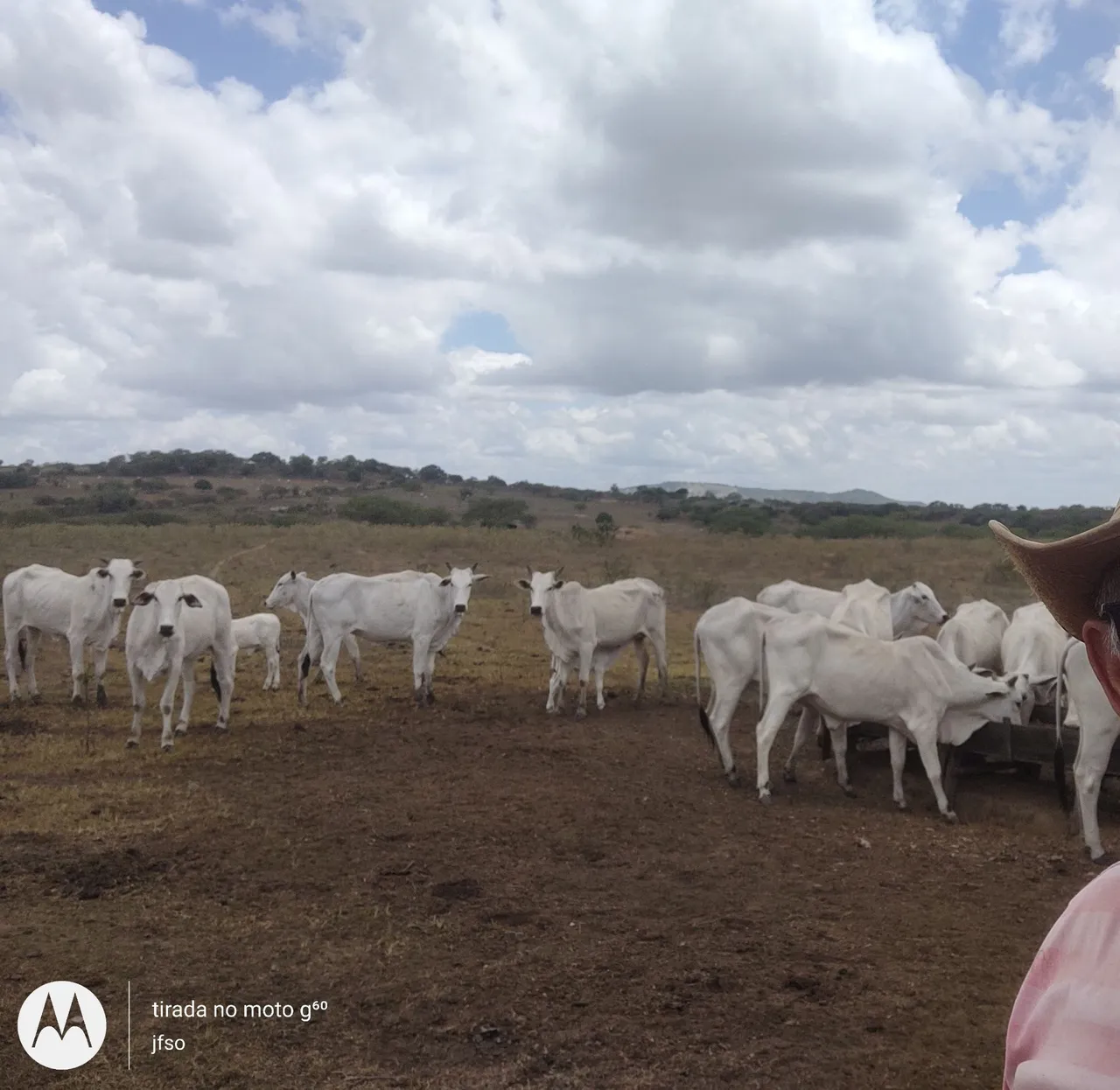 Vende-se vacas e garrotas Nelore.
