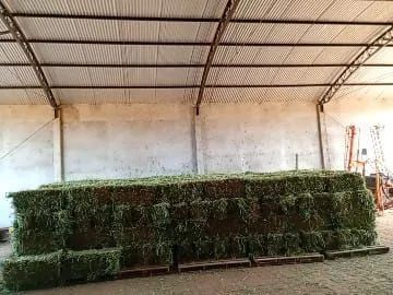 Alfafa Feno  para alimentação animal