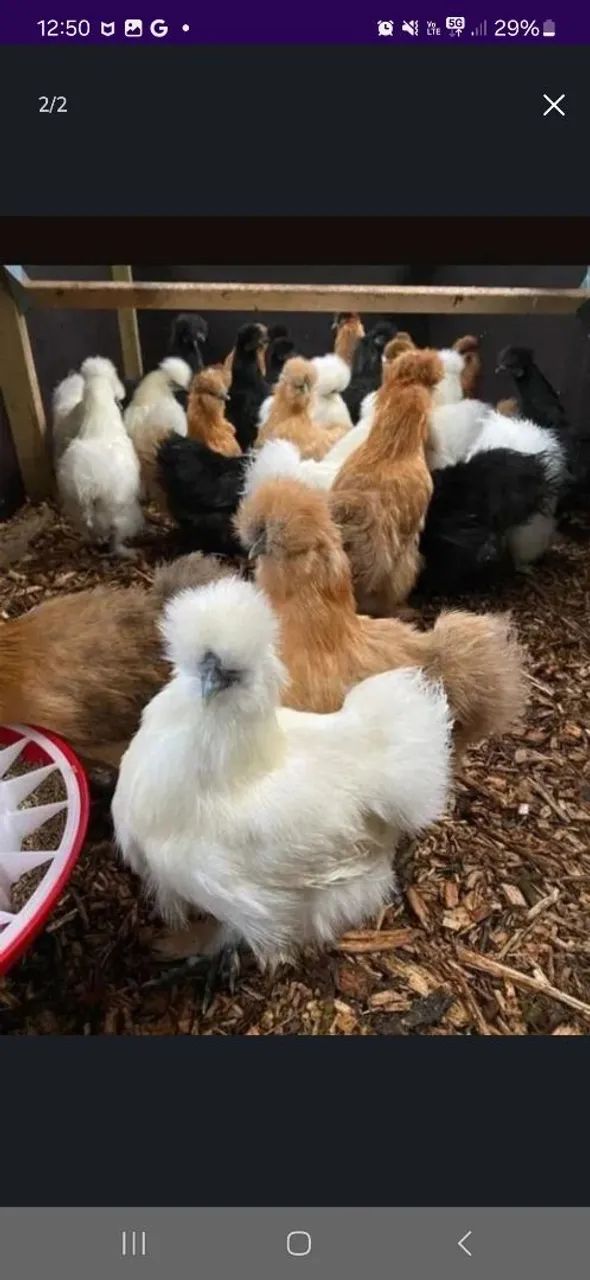 Lindas galinhas sedosas e galinhas de Angola com excelente linhagem.