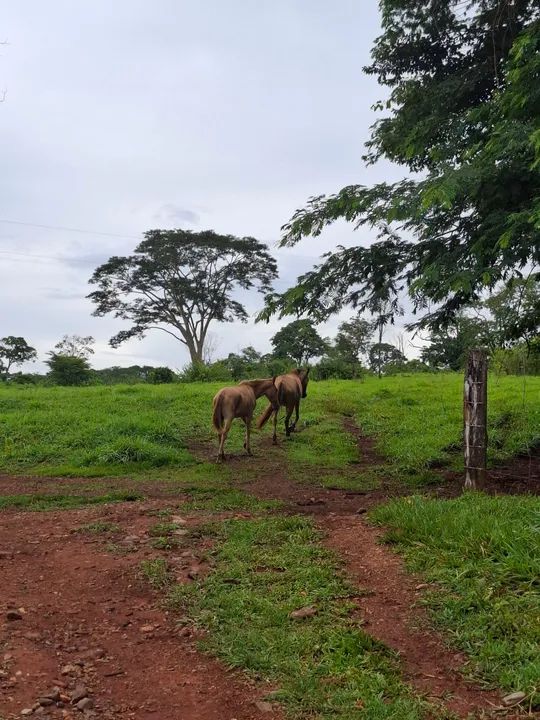 Egua e potra - Foto 3