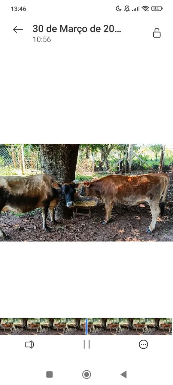 Vacas e novilha Jersey