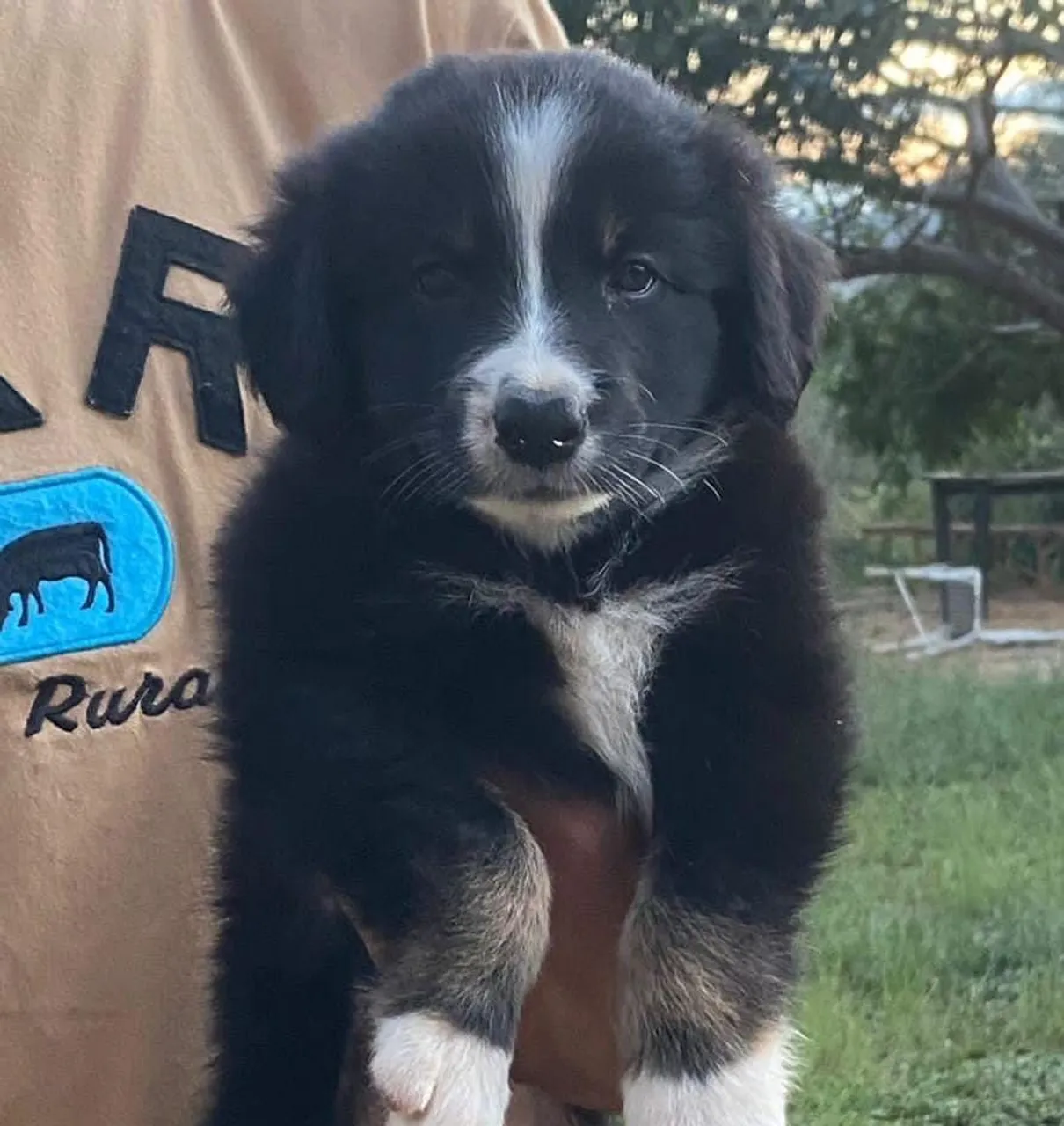 Filhote Border Collie - FÊMEA