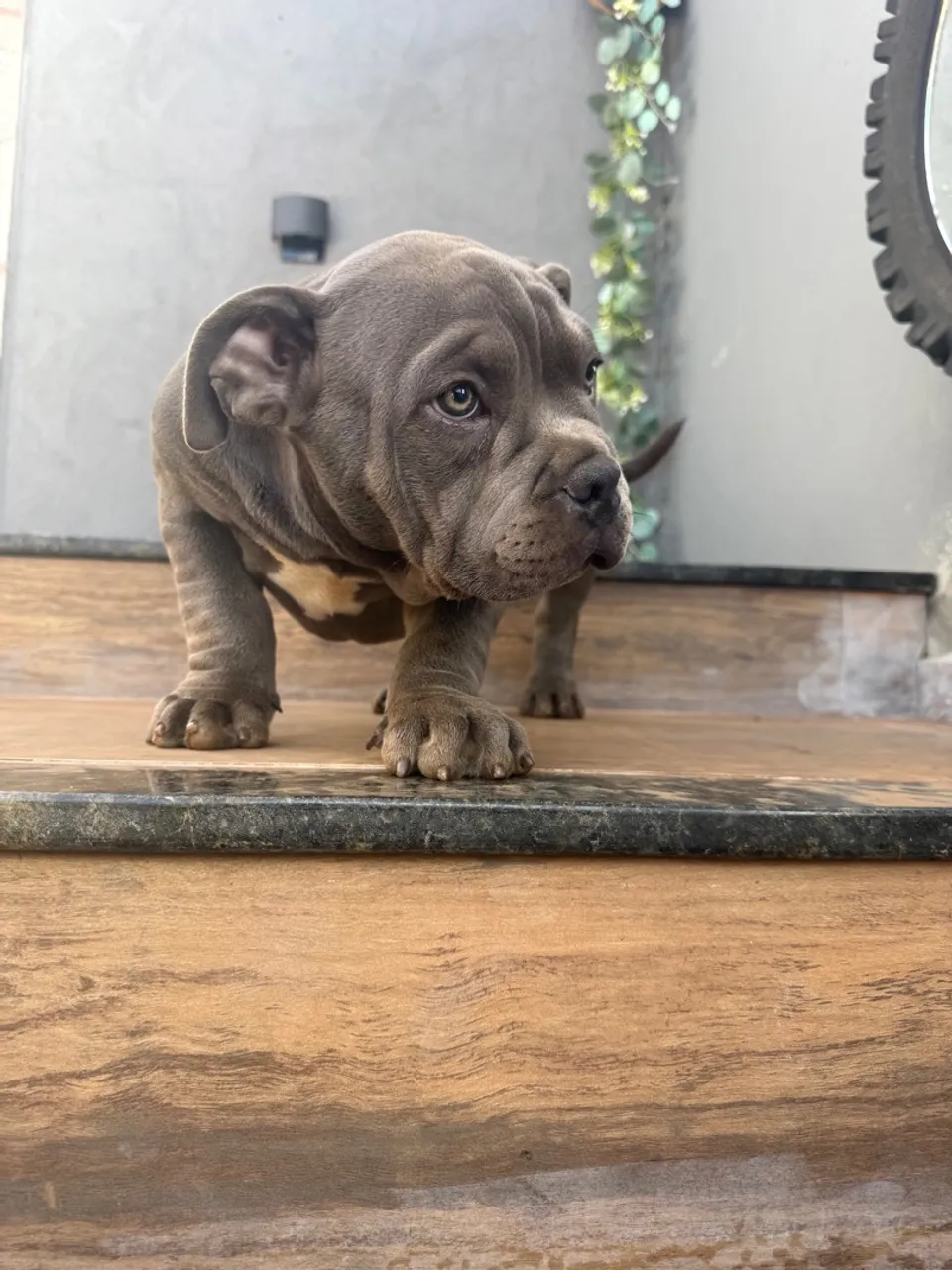 Filhote American Bully - Disponível - Último
