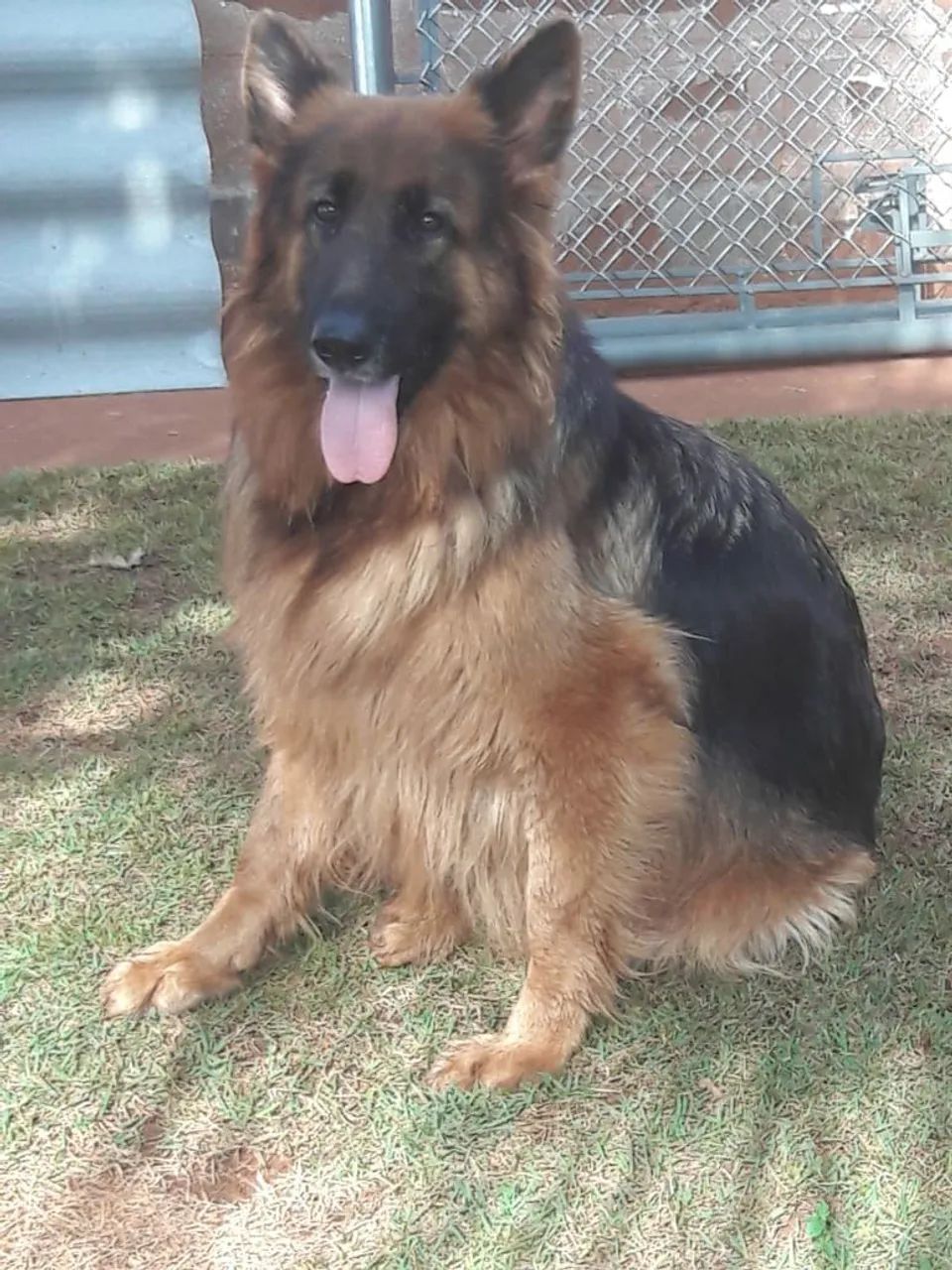 Filhote de Pastor Alemão. - Foto 4
