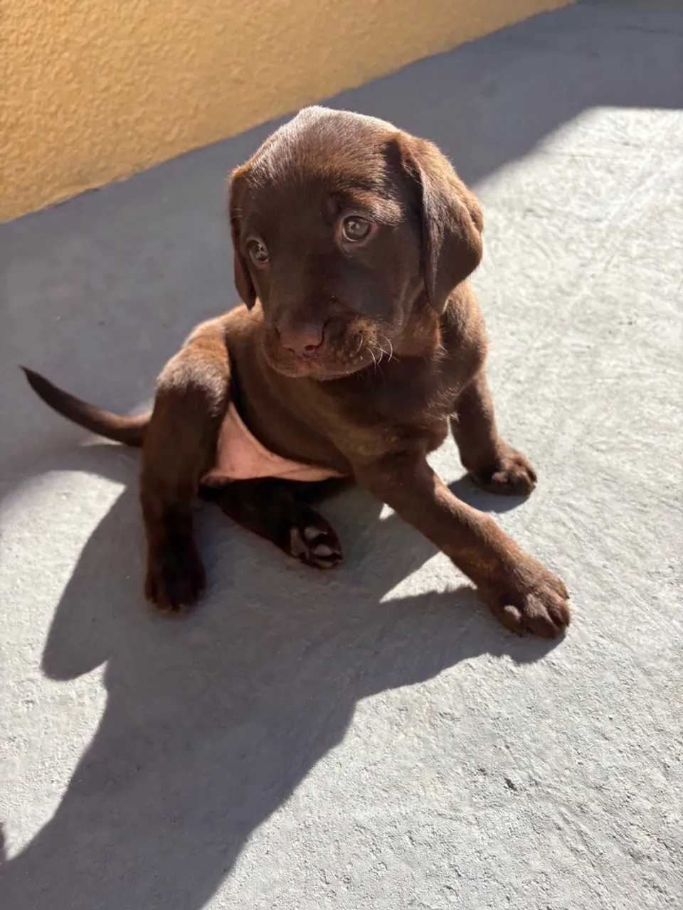 Filhote de Labrador Chocolate - Puro e Adorável