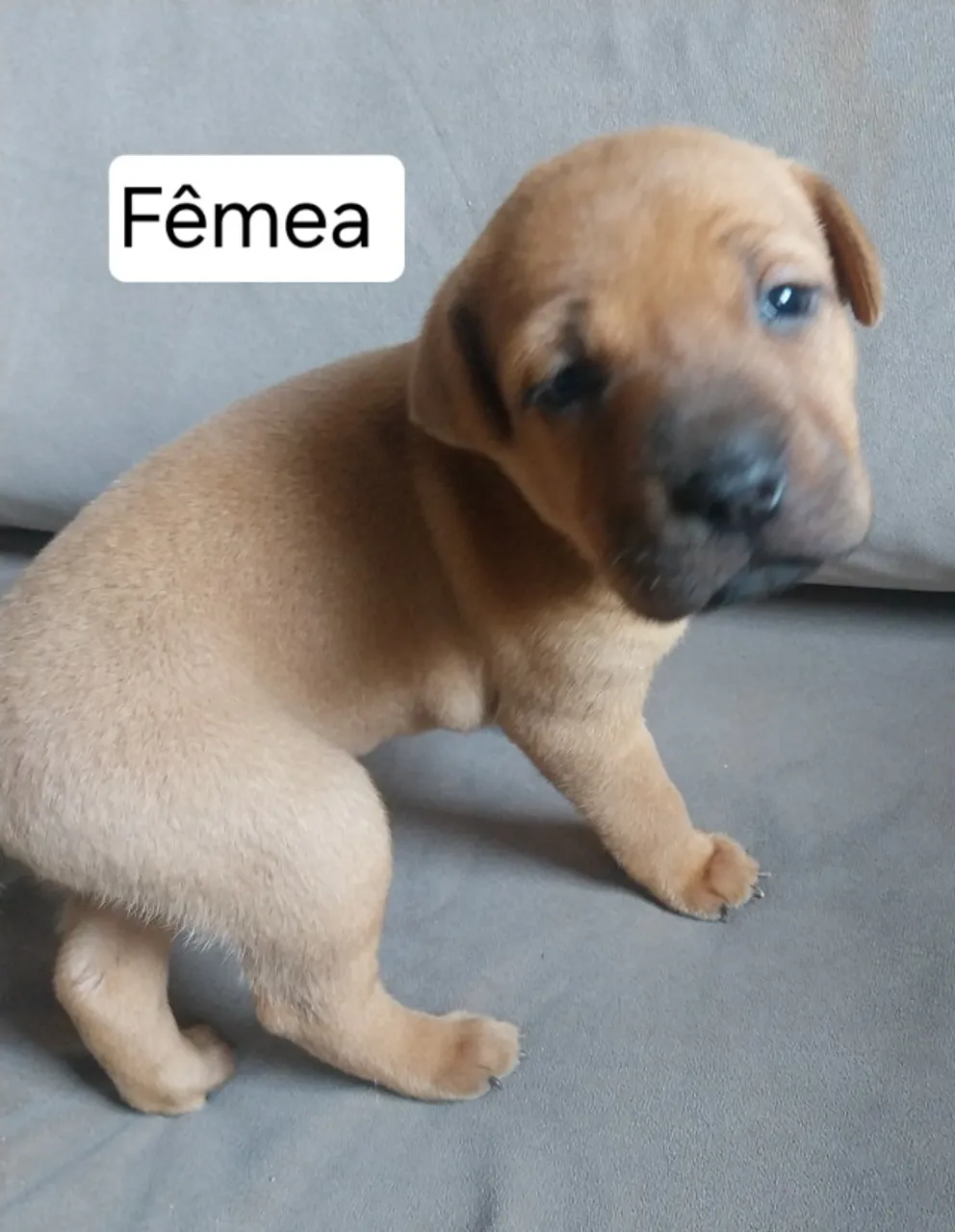 Lindos filhotes sharpei mistura