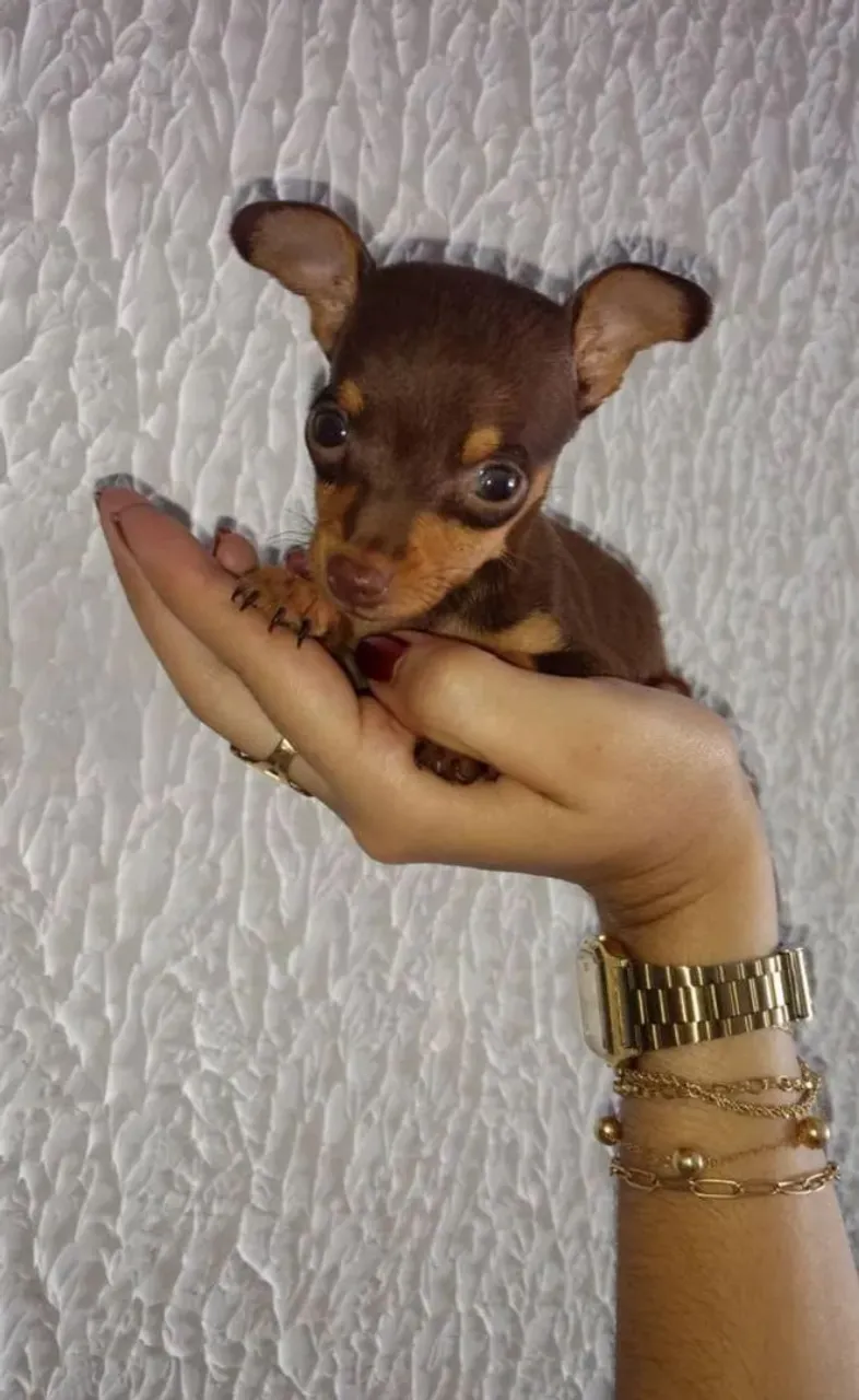Filhote de Pinscher Miniatura - Fofura em suas mãos!
