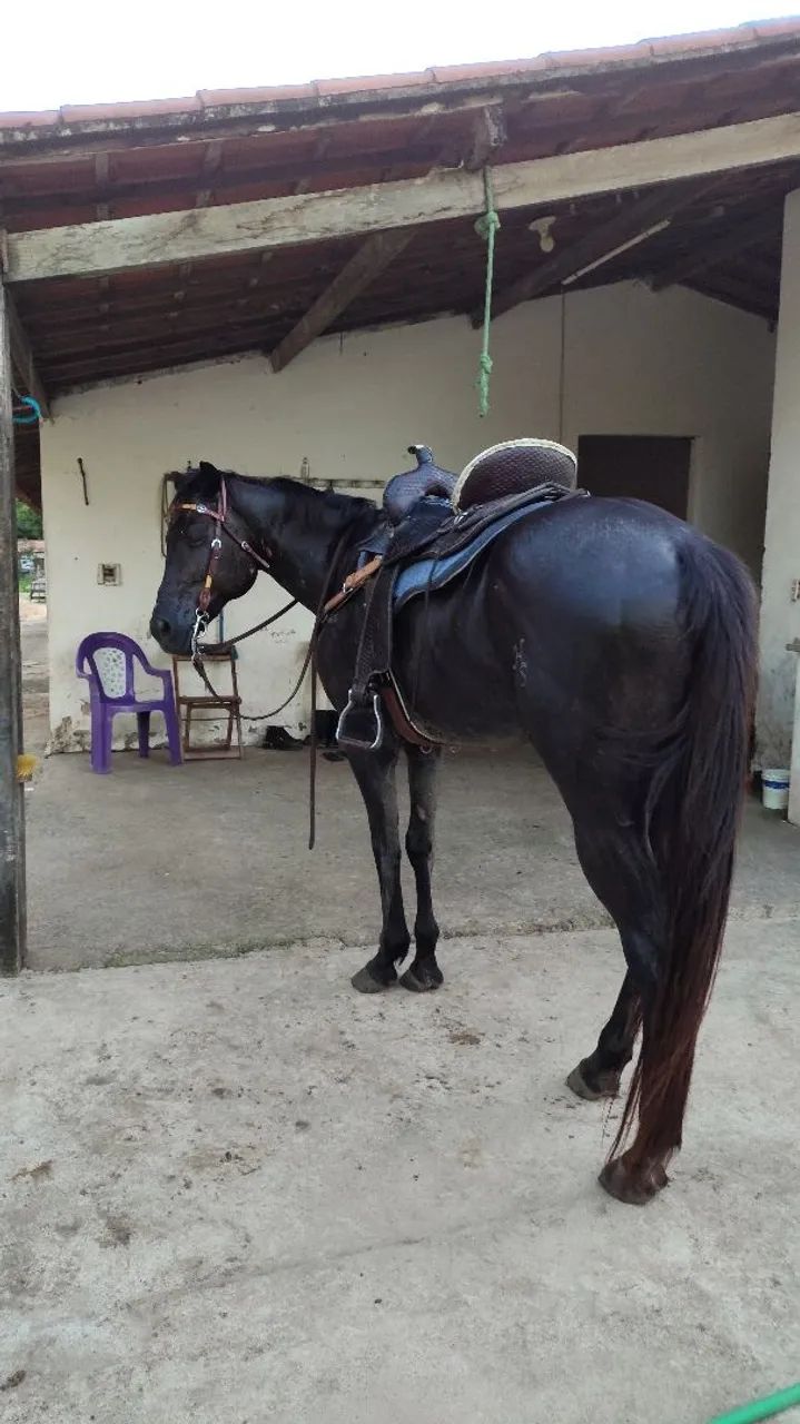 Cavalo Quarto de Milha PO com papel - Foto 3