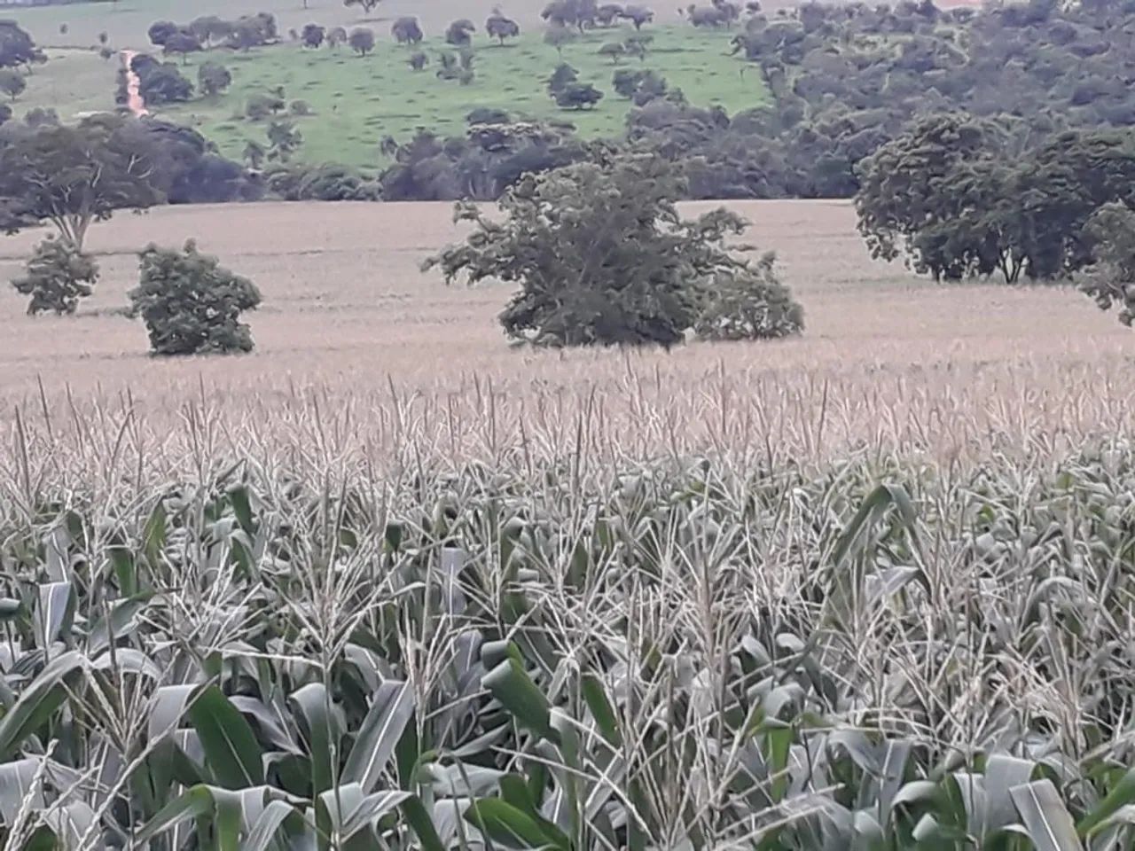 Chácara a venda em  - Jandaia - Goiás - Foto 5