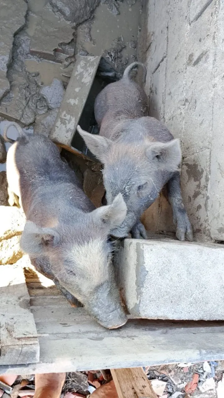 Porcos