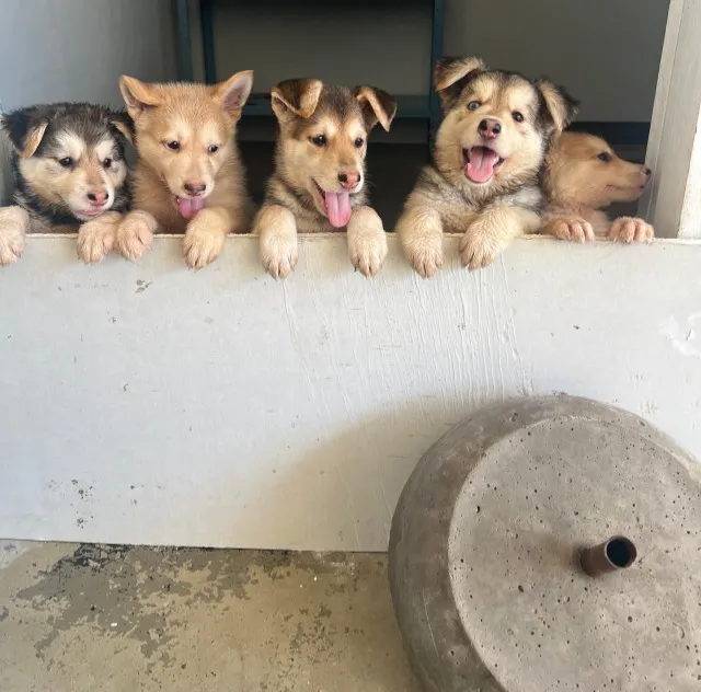 Filhotes de Husky siberiano com Pastor Alemão