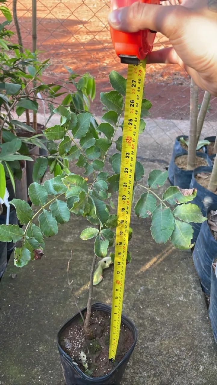 Mudas de Marula  - Foto 2