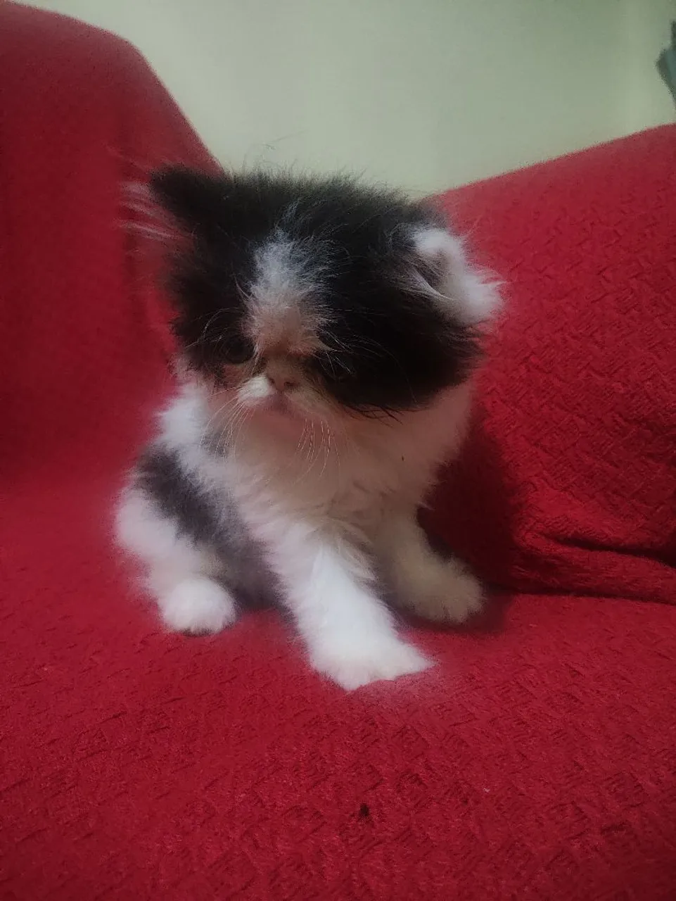 GATINHO PERSA SHOW BICOLOR WHITHE/BLACK