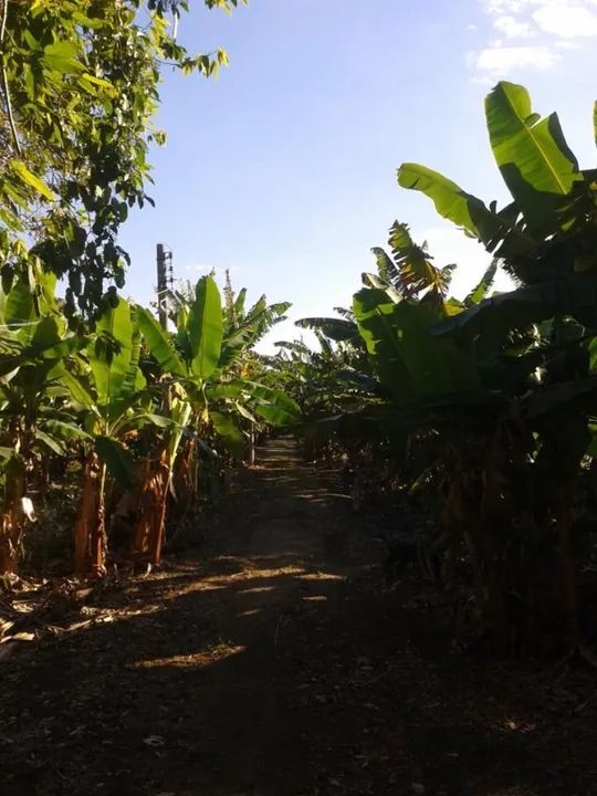 Excelente Sítio em Sampaio Correa - Saquarema, 100% Plano, Entrada Rod. Amaral Peixoto - Foto 5