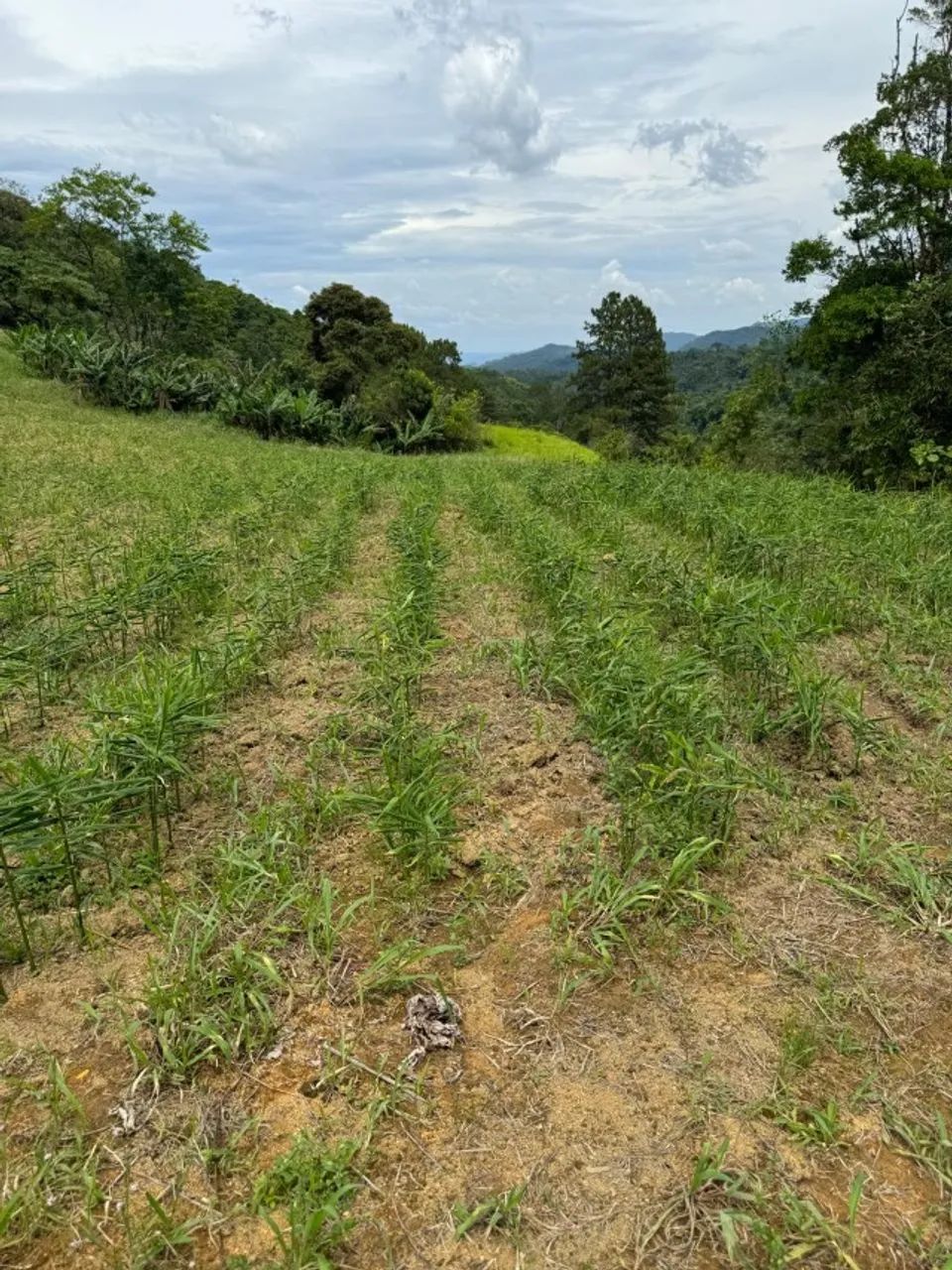 Fazenda Tapirai-sp 29 Alqueires - Foto 4