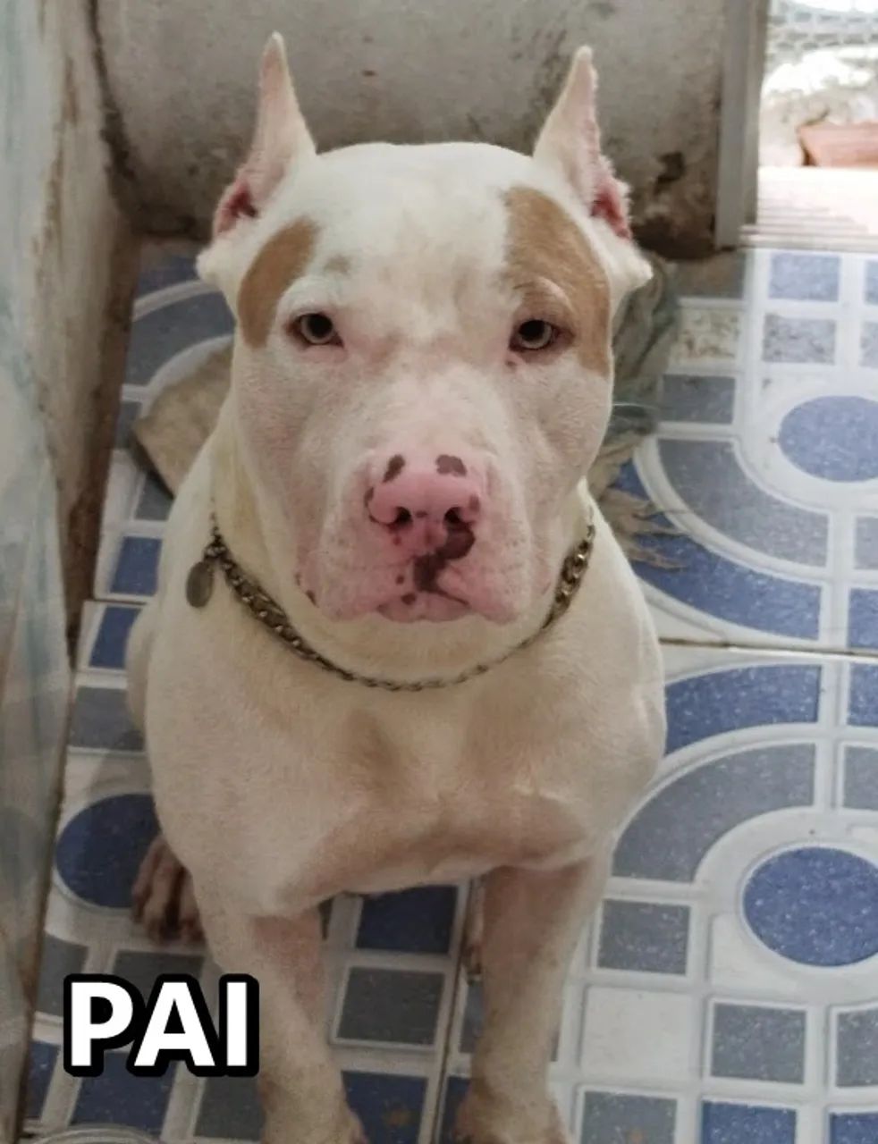 OPORTUNIDADE VENDO PITBULL FÊMEA - Foto 2