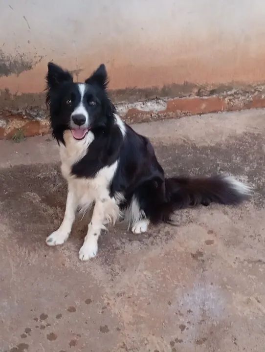 Fêmea border Collie  - Foto 4