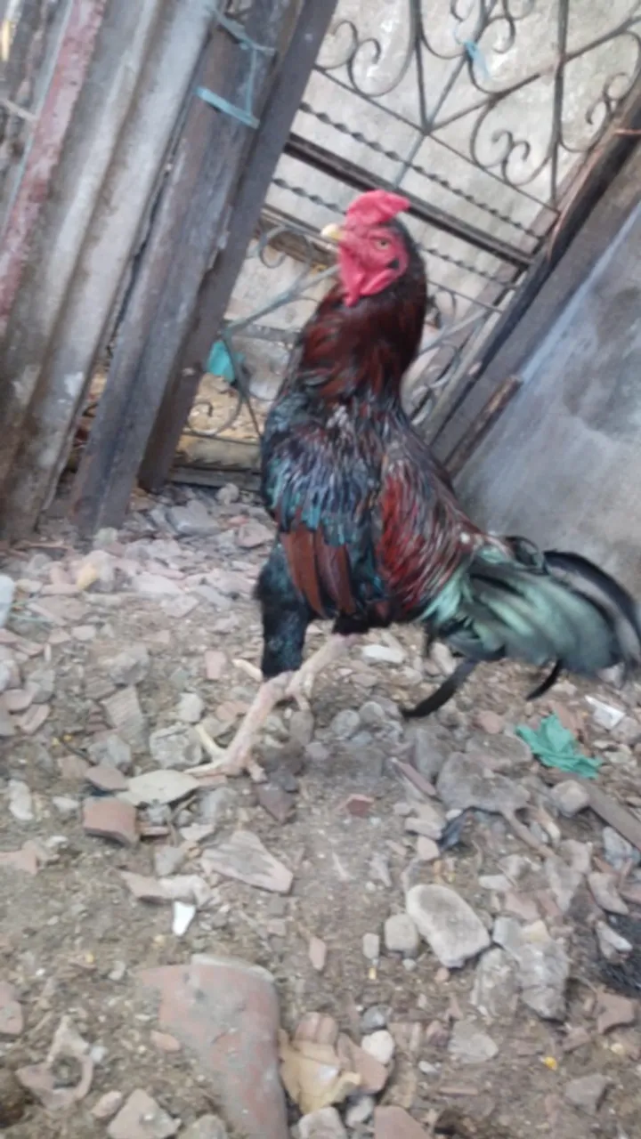Vendo Galo de Raça (Índio Gigante)