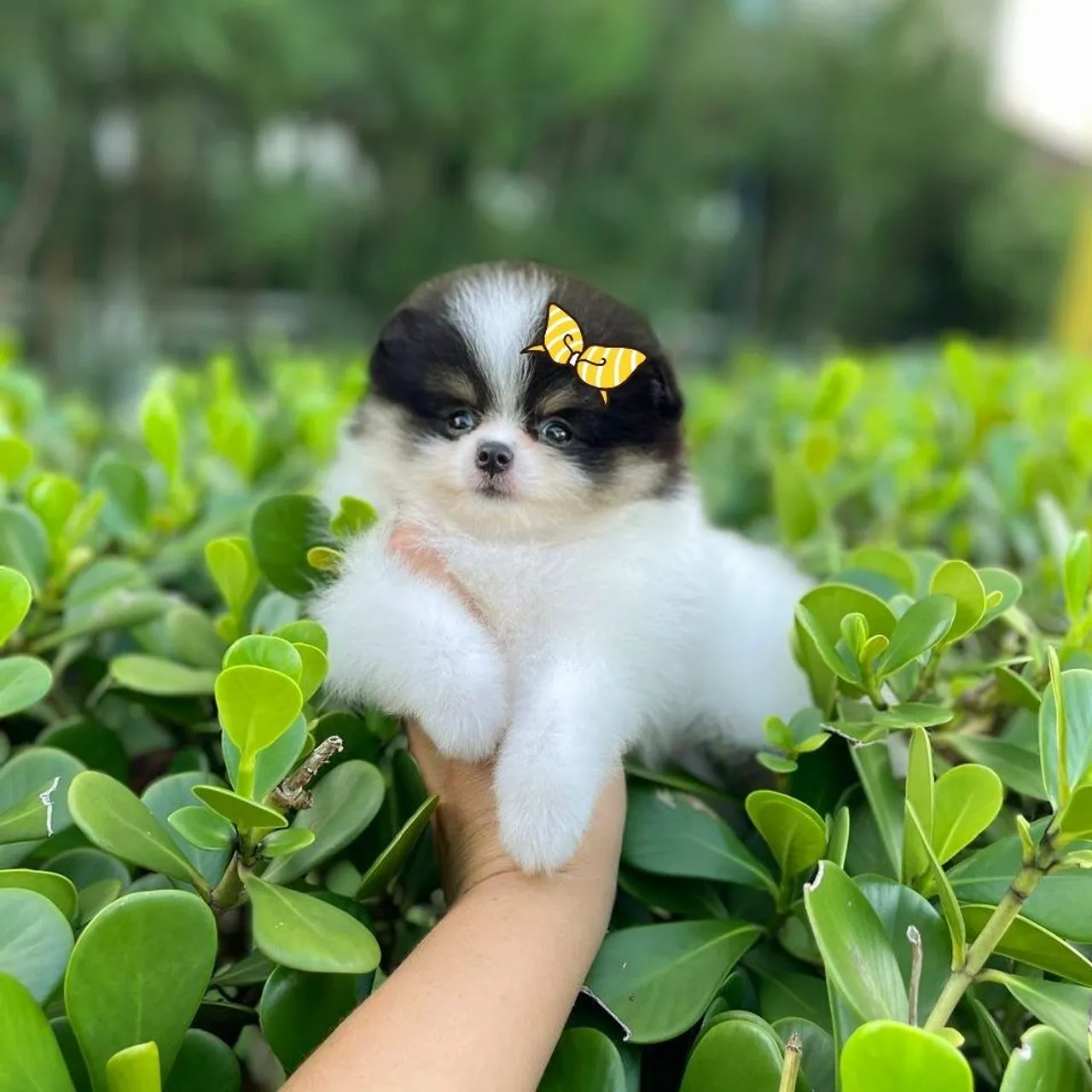 Linda Ursinha Tricolor Anãzinha Lulu da Pomerânia
