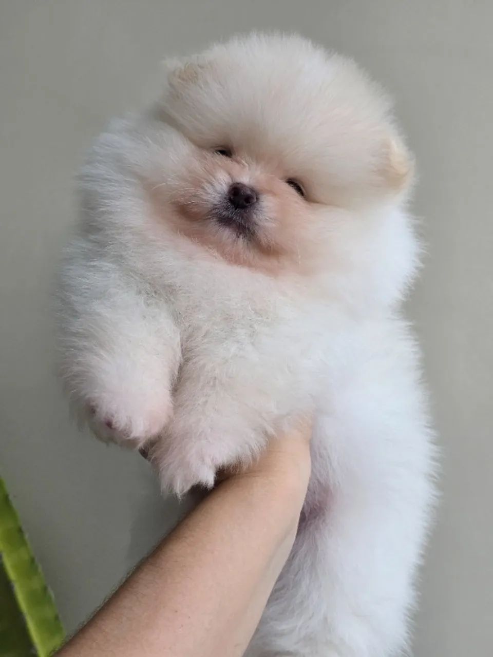Lulu da pomerania-spitz alemão  - Foto 2