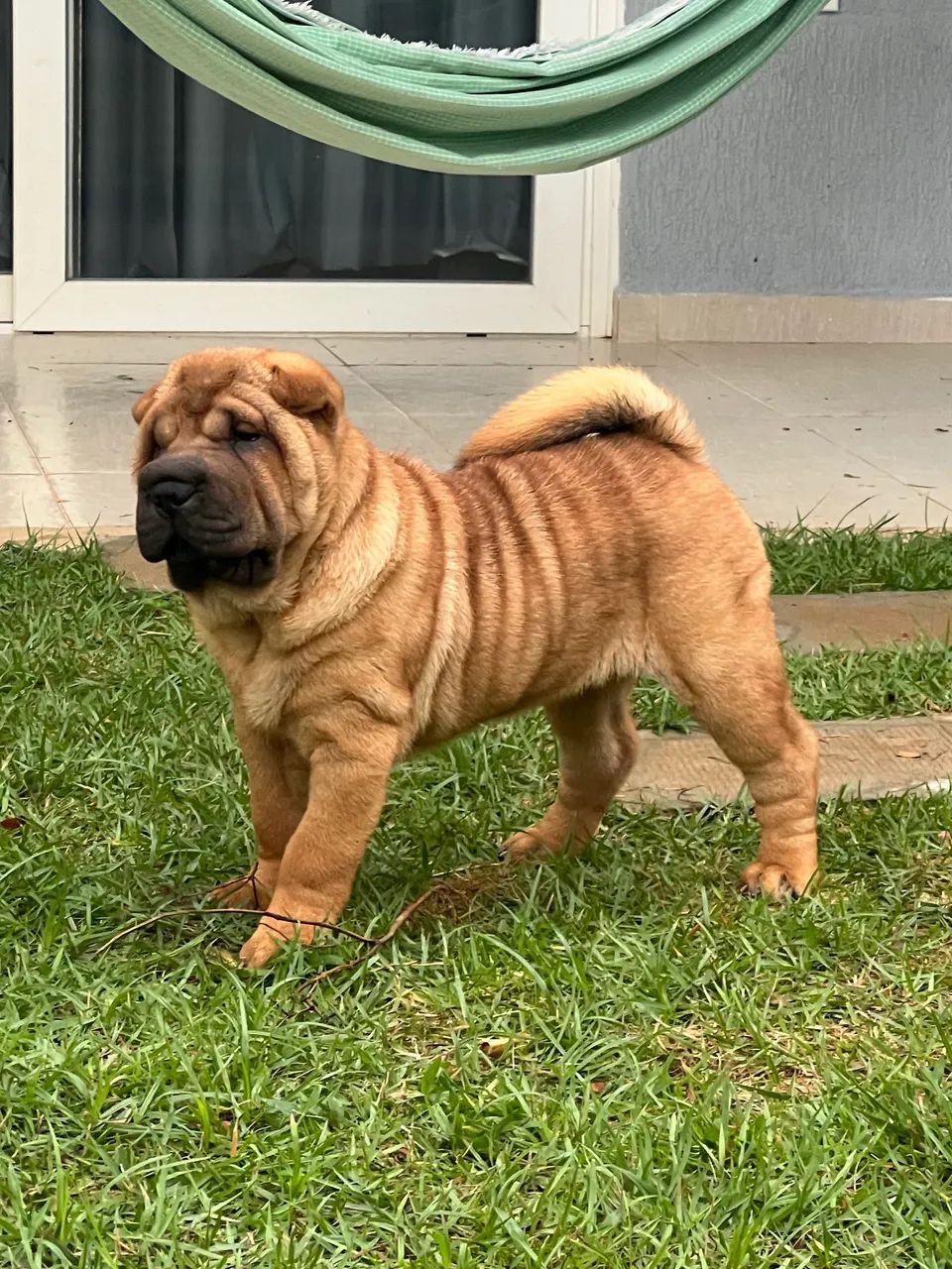 Lindos filhotes de Shar Pei  - Foto 3