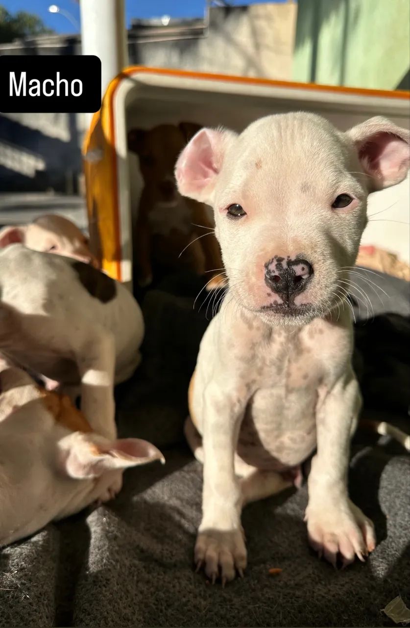 Pitbull 