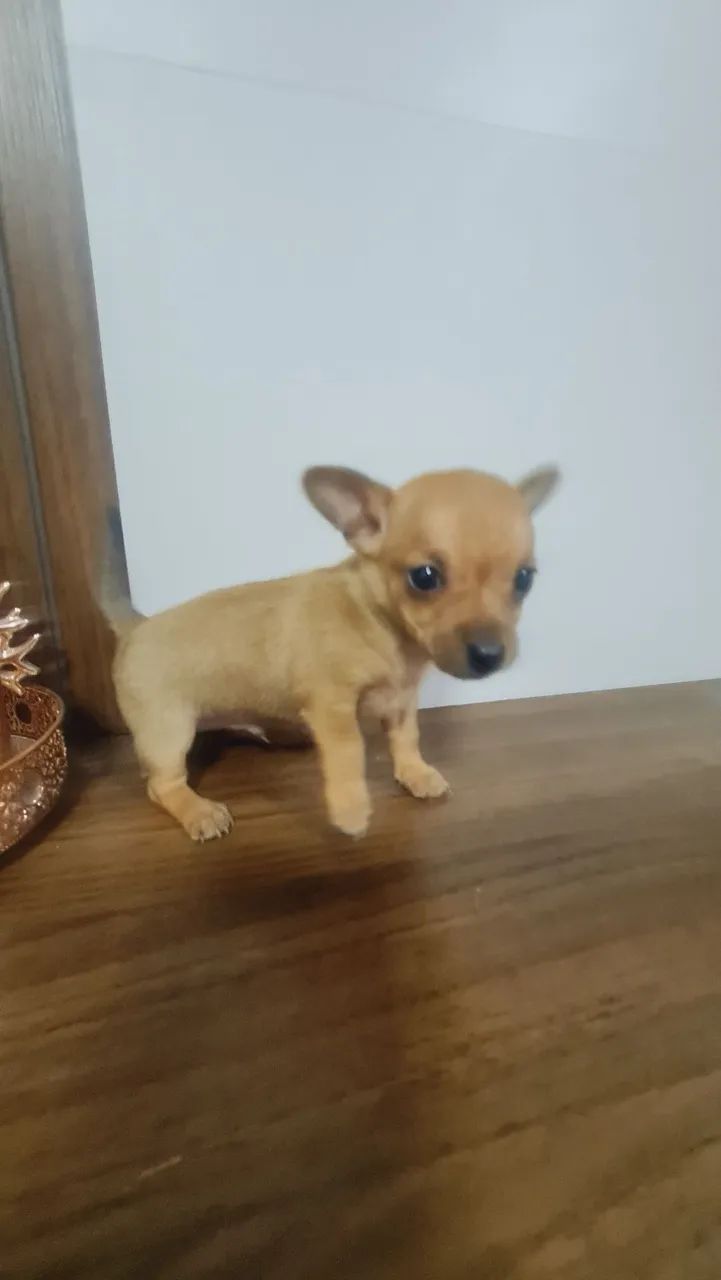 Pinscher macho  - Foto 3