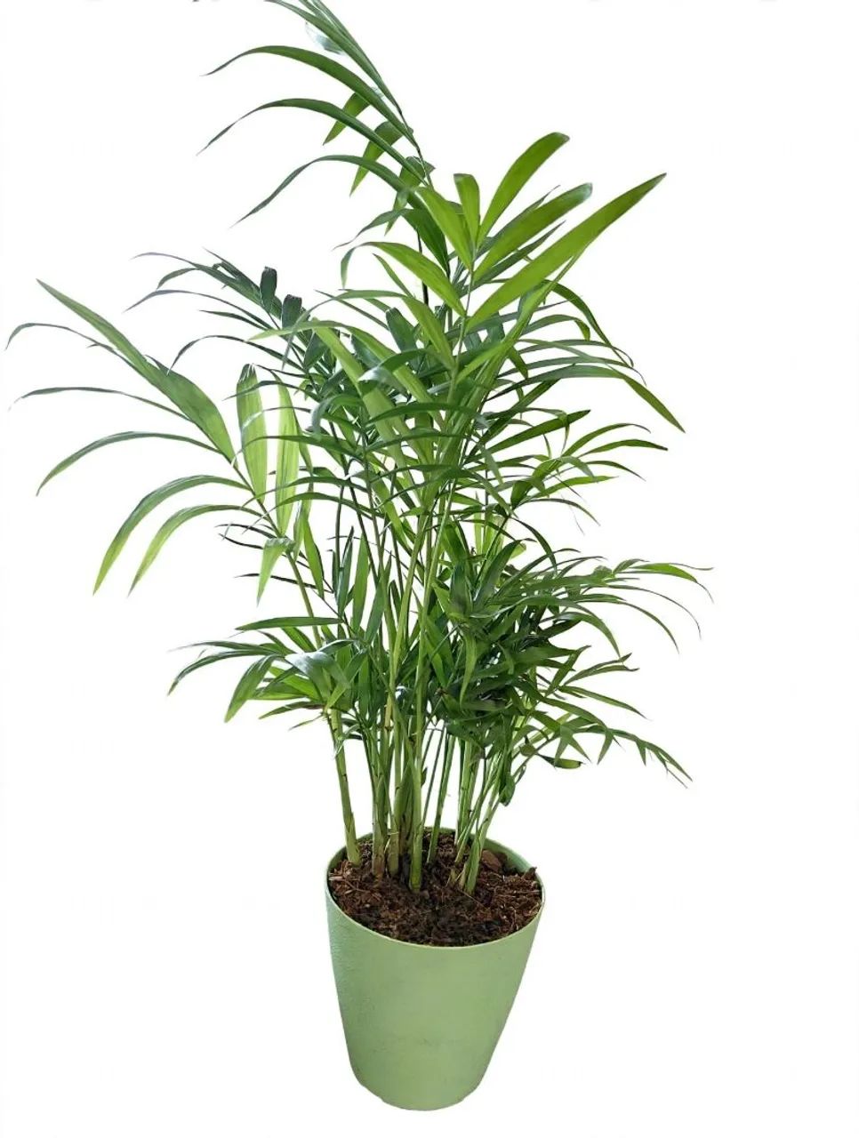 Palmeira em.vaso verde - Foto 3