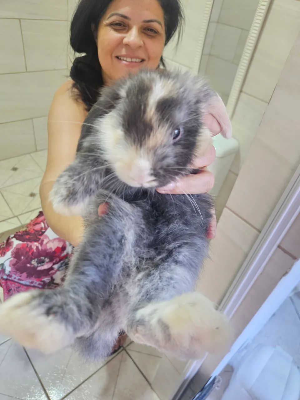 Linda coelha Mini lop Uruguaiano. - Foto 3