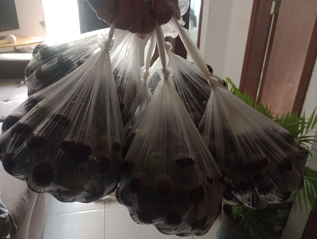 Jabuticaba R$15 cada saquinho 