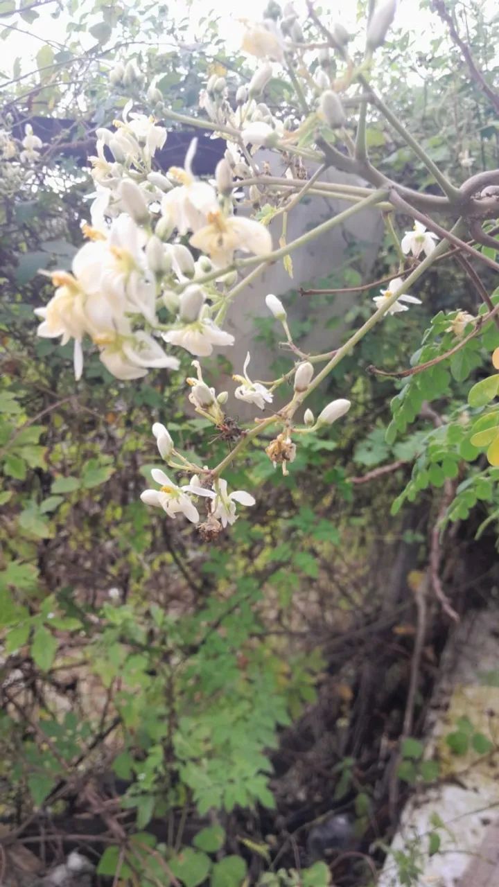 Sementes de Moringa oileifera