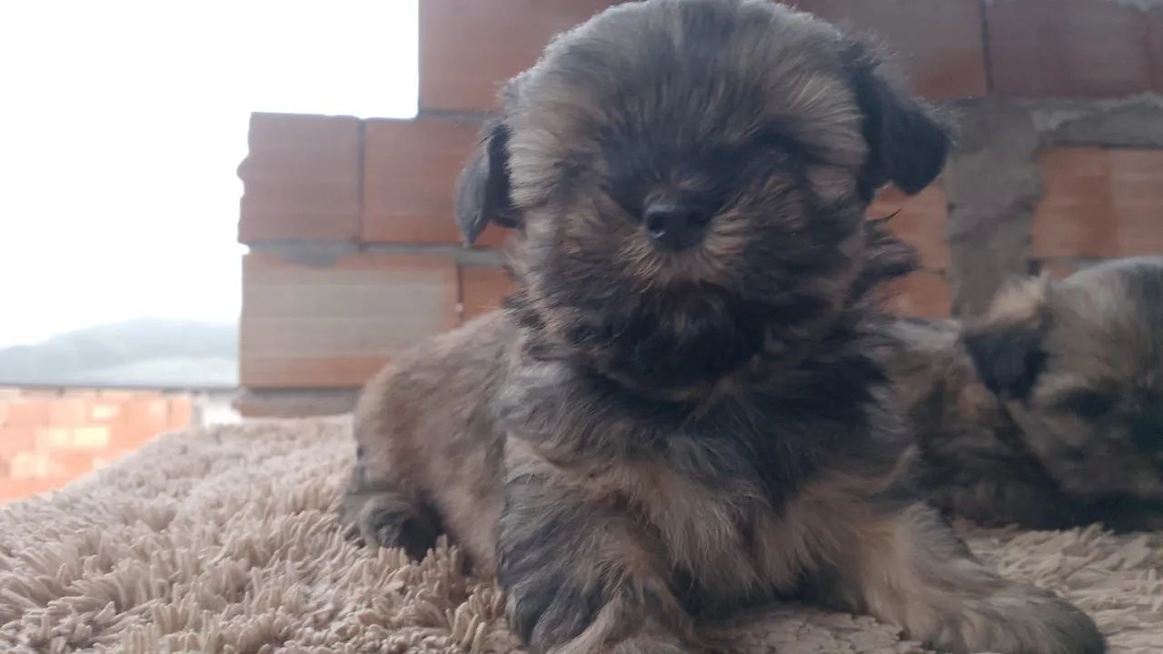 Lhasa apso  - Foto 5
