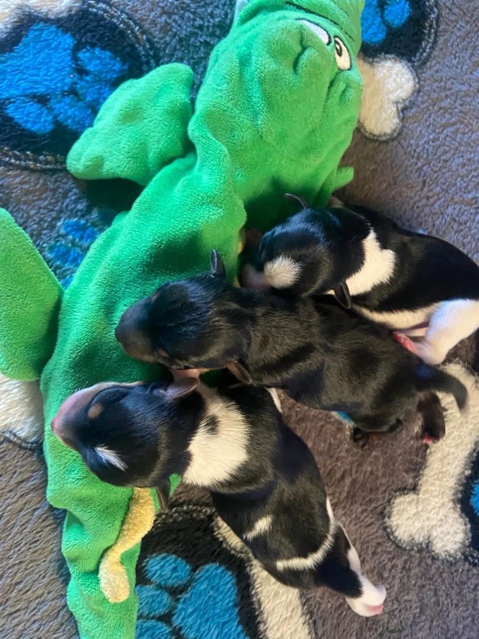 Filhote Pinscher  - Foto 4