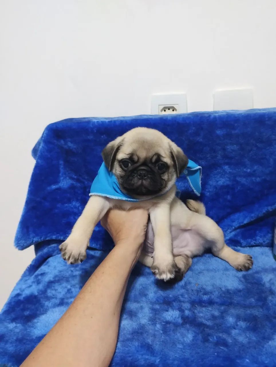 Pug - Foto 2