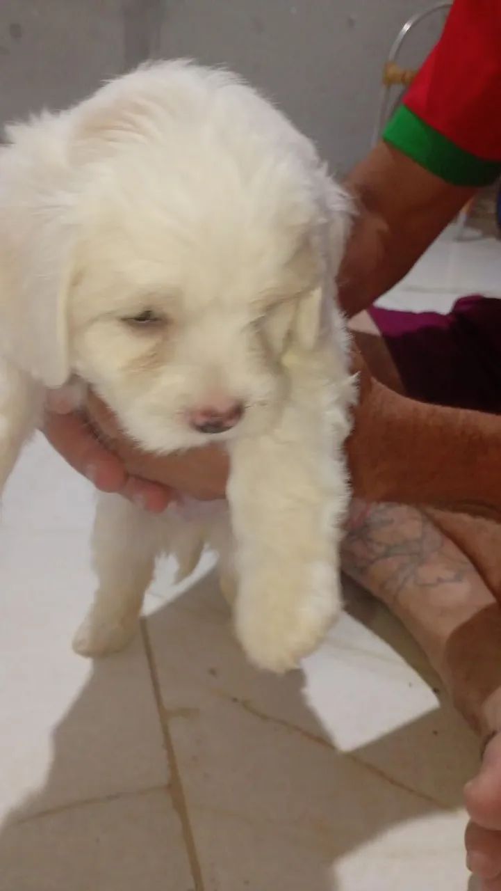 Cachorro poodle com maltês  - Foto 2
