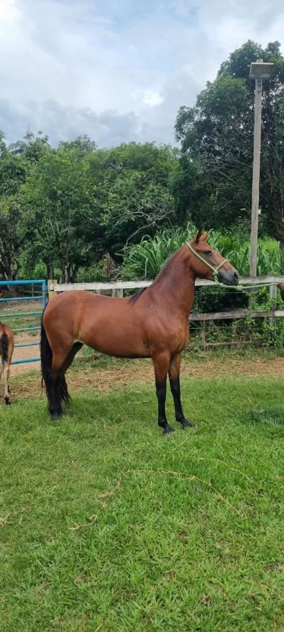Égua + potro filho de Fajardo do Timbó grande oportunidade!!! - Foto 2