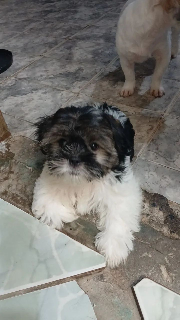 Cachorro shih-tzu  - Foto 5
